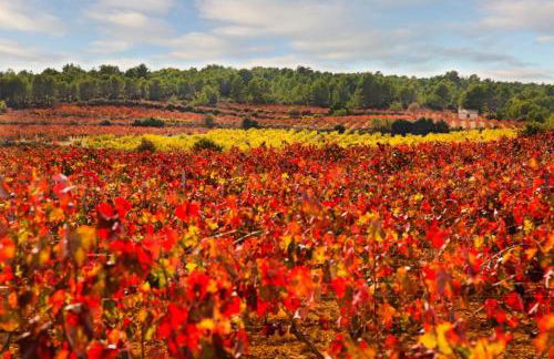 Apartamentos Bobal Requena - Foto 33