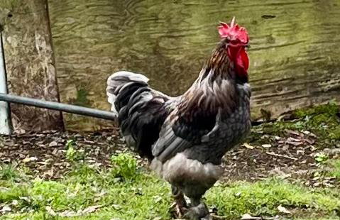 Aloha Junction Bed and Breakfast -Minutes away from Hawaii Volcanoes National Park - Foto 57