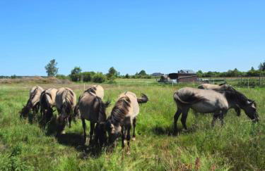 Gospodarstwo agroturystyczne ,, Pod Dębem'' - Foto 48