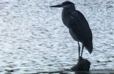 Spacious 5 Bedroom Cabin with Riverview & Black Lake Access - Foto 58