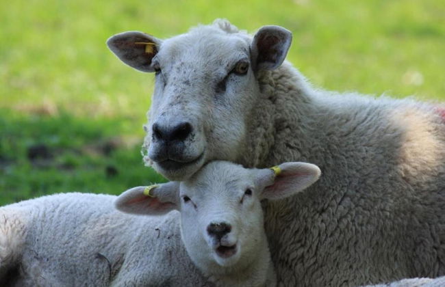 Apartment on Texel Near De Koog Beach - Foto 37