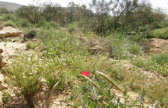 Hadass Desert Inn - Foto 40