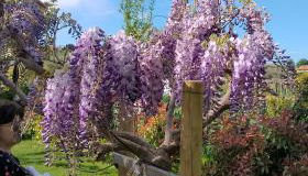 L' acero rosso - Foto 5