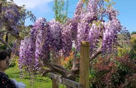 L' acero rosso - Foto 5