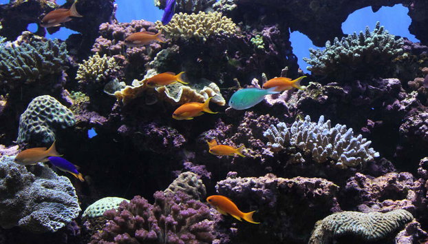 Go City: San Diego Explorer Pass - Foto 2, Acuario de San Diego