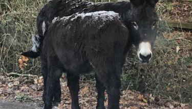 Corner Cottage - character, charm, great location. - Foto 4