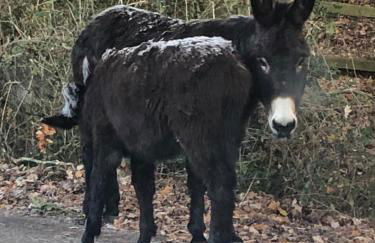 Corner Cottage - character, charm, great location. - Foto 4