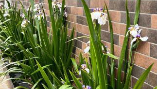 Loft Paraiso de Beija - Foto 3