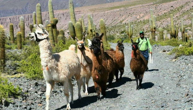 Hike with Llamas in Purmamarca - Foto 4