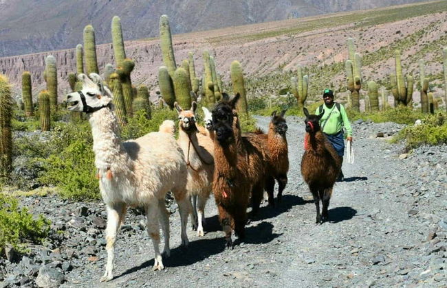 Hike with Llamas in Purmamarca - Photo 4