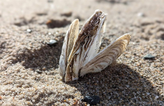 5 Person Holiday Home in Vinderup-by Traum - Photo 12