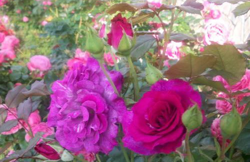 House Veljko - Foto 14