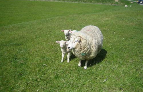 Haus Halligblick - Foto 18