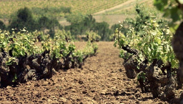 Découvrez les vignobles