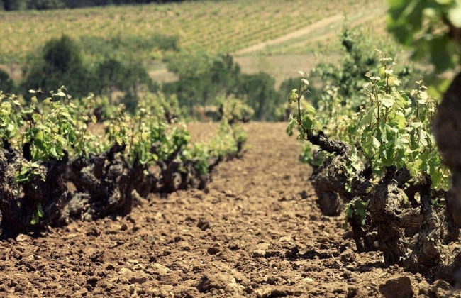 Visita a la bodega Balcona - Foto 3