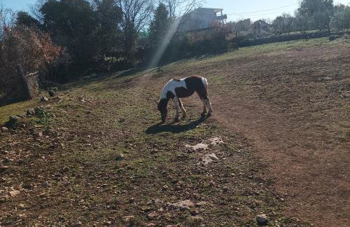 Green paradise - Photo 44