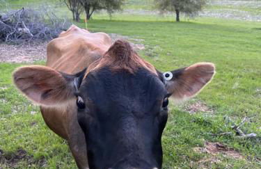 Rolling Oaks Ranch - 200 Acres of Lakeside Beauty & Countryside Serenity - Foto 14