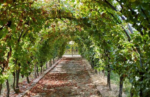 Weingut Stefan Meyer - Foto 6