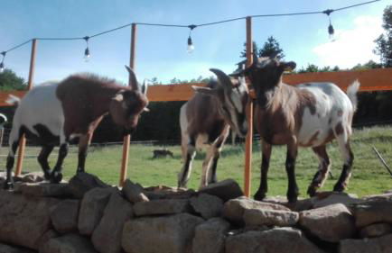 Zurück zur Natur - Urlaub im Zirkuswagen, Sommeratelier oder Schindelwagen - Foto 17