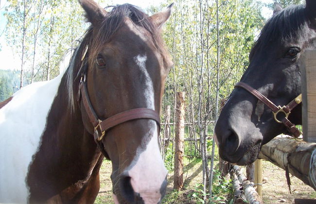 Wells Gray Golf resort and RV park - Foto 17