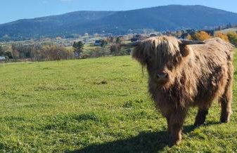 ZALASEK Gospodarstwo Agroturystyczne z Alpakami - Foto 32