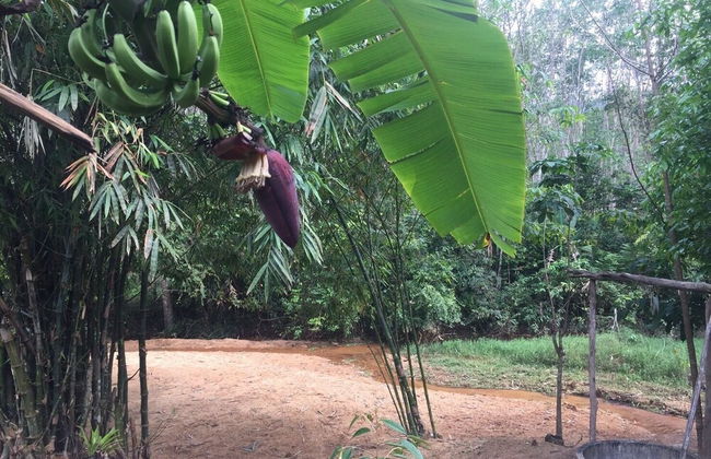 Baansuan Suksangob Farm Stay - Foto 44