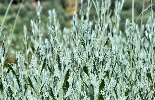 Green 'n Gray Sea & Mountain House - Foto 43