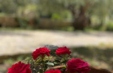 Oliveto e mare - Foto 32