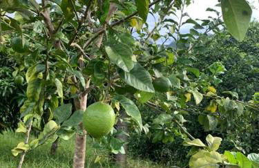 Chalé rural- hospedagem e experiência! - Foto 43