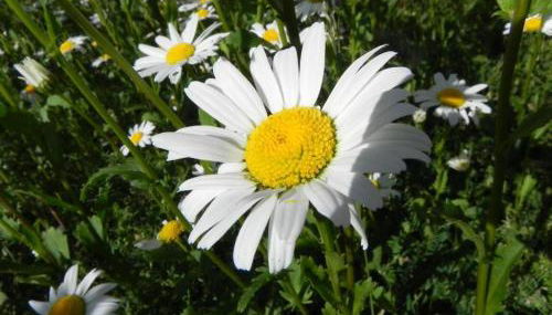 Haus Nordlicht Ferienwohnung *Bi a Maln* - Foto 5