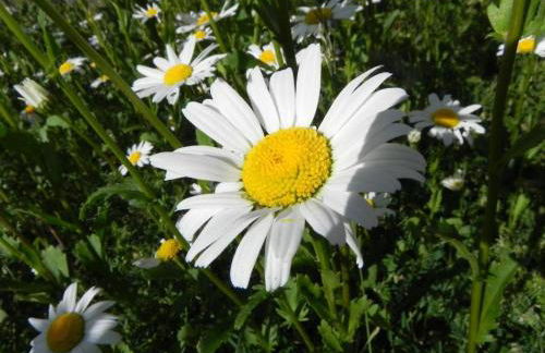 Haus Nordlicht Ferienwohnung *Bi a Maln* - Photo 5