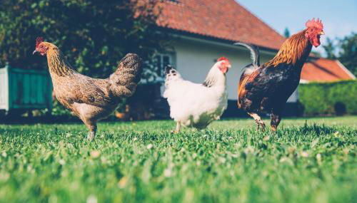 Fermette les Ormes, 8 personnes, Merlimont village - Foto 3, Garden, Garden view