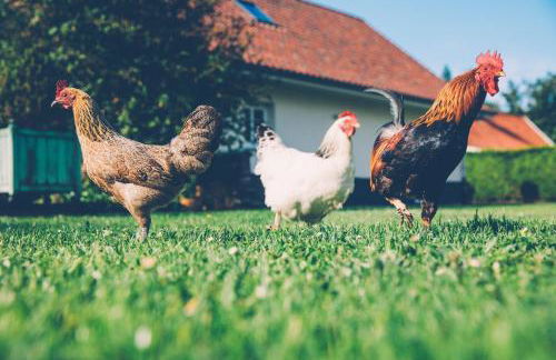 Fermette les Ormes, 8 personnes, Merlimont village - Foto 3