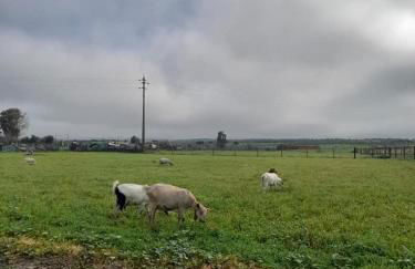 CasinhaD'Alice - Foto 37