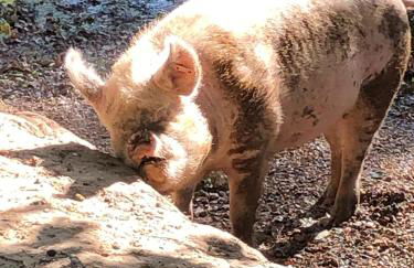 Number 2 Lymington Hampshire - Foto 23