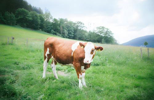 Bio Ferienbauernhof Voß - Foto 59