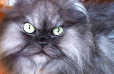 Casa da Alzira - Foto 54