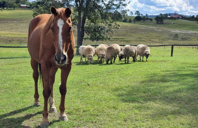 Clandulla Cottages - Foto 39