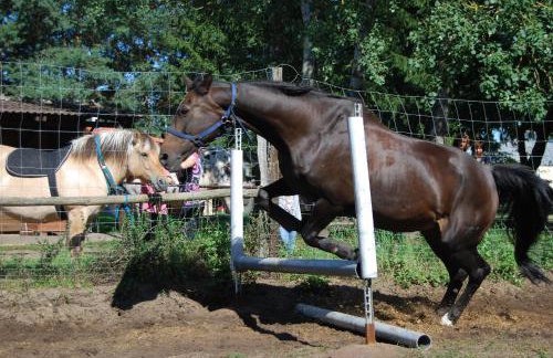 Ferienhaus Zum Pferdestall - Photo 29