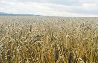 Innas Ambiente - Foto 18