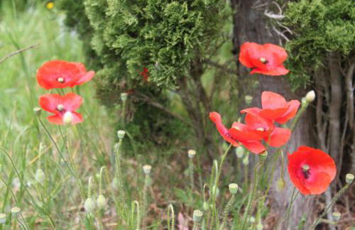 La Maison de Lassagne - Foto 51