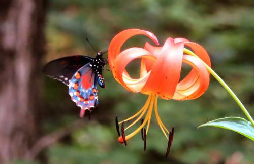 Treetops Cabin easy to Asheville with fast wifi and great view - Foto 33