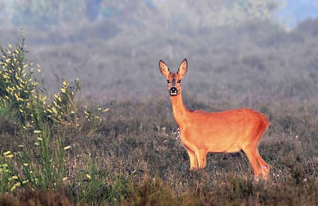 Peaceful Holiday Home in Lemele - Photo 36