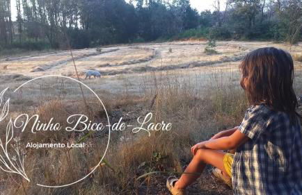 Ninho Bico-de-Lacre ~ o paraíso é a/na Terra - Foto 27