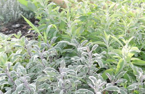 Il Gheriglio - Foto 20