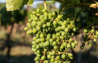 Uliveto Apartment - Foto 41