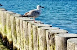 Seaside Czarna Mewa - Foto 12