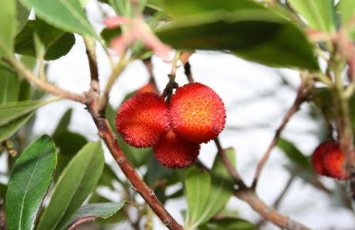 Monte da Sapaleira - Foto 49