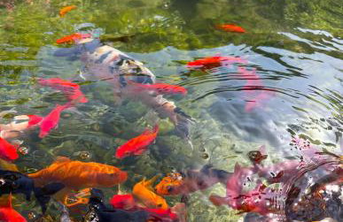 House of sunset 3 - Photo 39