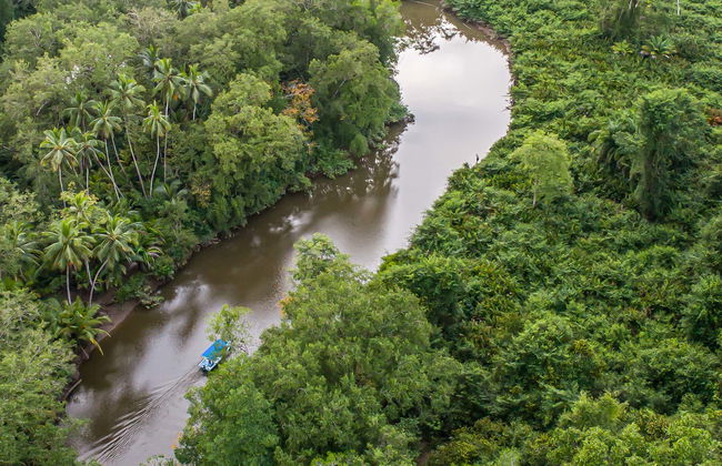 Balade en kayak dans les mangroves du fleuve Sierpe - Photo 1
